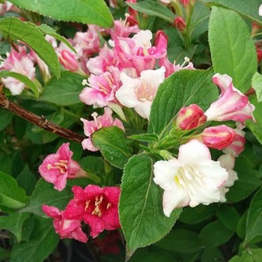 Вейгела Карнавал